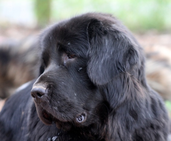 tibetan mastiff information